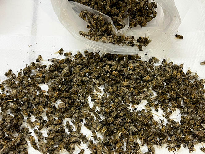 Abejas: Estudio ha constatado más de quince mil colmenas afectadas en el país por productos químicos